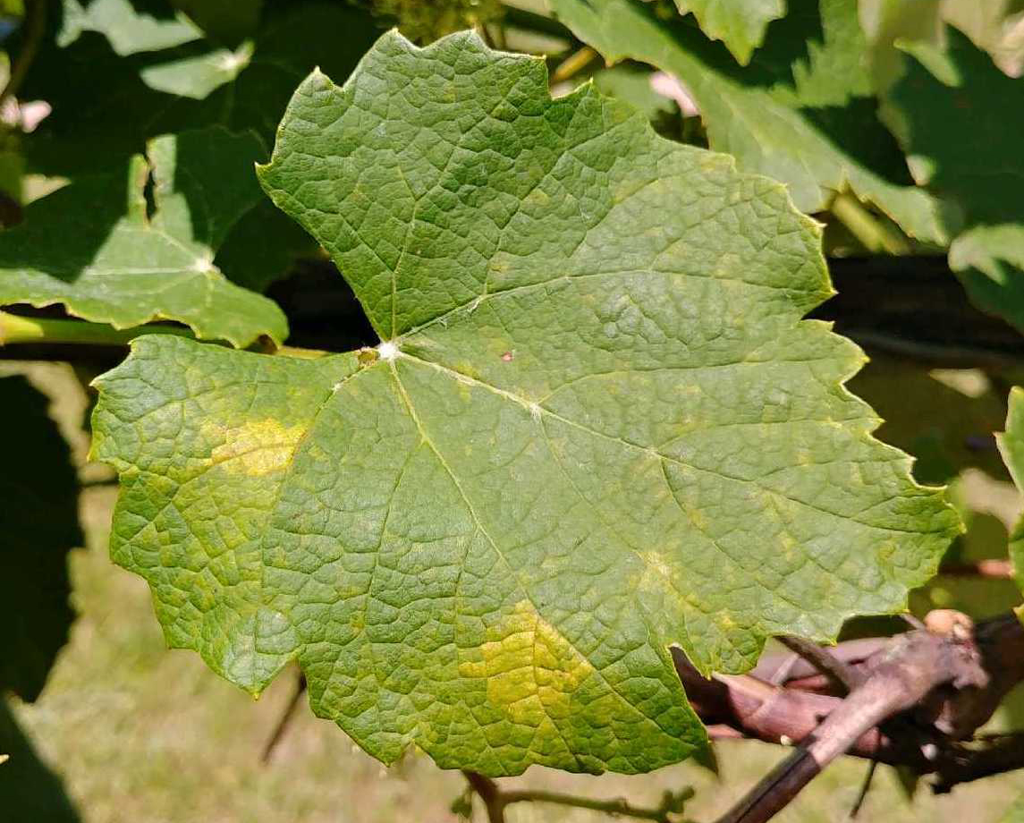 Downy mildew sporulation 